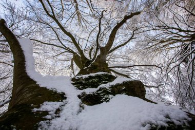Winter landscape and snowfall in La Grevolosa forest, Osona, Barcelona, northern Spain.