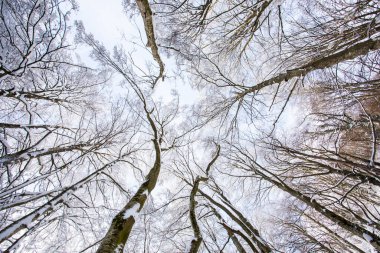 Winter landscape and snowfall in La Grevolosa forest, Osona, Barcelona, northern Spain.