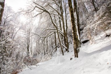 Winter landscape and snowfall in La Grevolosa forest, Osona, Barcelona, northern Spain.