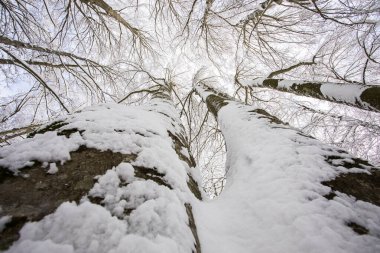 Winter landscape and snowfall in La Grevolosa forest, Osona, Barcelona, northern Spain.