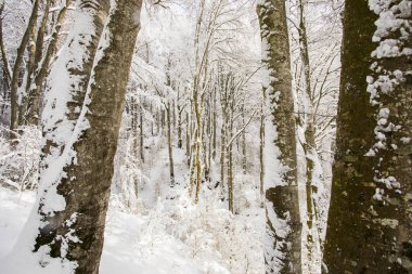 Winter landscape and snowfall in La Grevolosa forest, Osona, Barcelona, northern Spain.