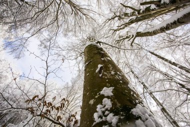 Winter landscape and snowfall in La Grevolosa forest, Osona, Barcelona, northern Spain.