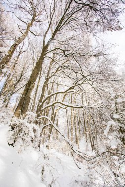 Winter landscape and snowfall in La Grevolosa forest, Osona, Barcelona, northern Spain.