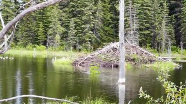 Hinton Town, Alberta, Kanada 'da kunduz sahnesi.