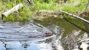 Scene of a beaver (Castor) in Hinton Town, Alberta, Canada.