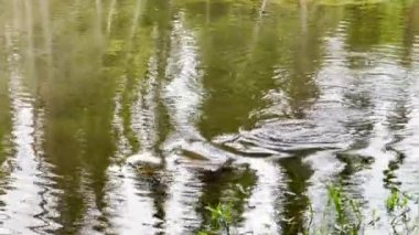 Scene of a beaver (Castor) in Hinton Town, Alberta, Canada.