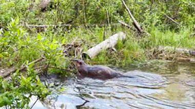 Scene of a beaver (Castor) in Hinton Town, Alberta, Canada.