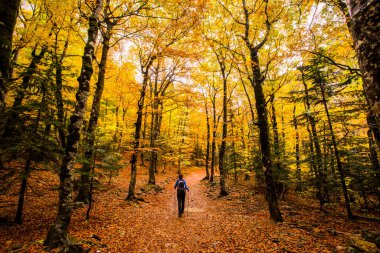 Sonbaharda Ordesa ve Monte Perdido Ulusal Parkı 'nda genç bir kadın.