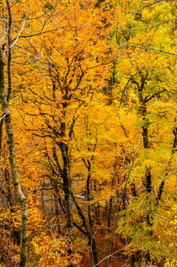 Sonbahar Ordesa ve Monte Perdido Ulusal Parkı, İspanya