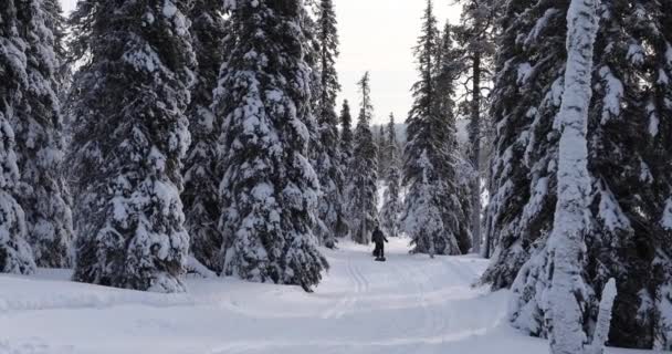 Ski Expedition Pallas Yllastunturi National Park Lapland Finland — Stockvideo