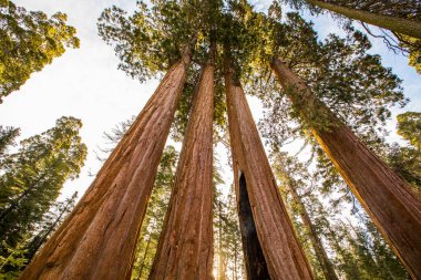 Sequoia Ulusal Parkı 'nda kış ormanı, Amerika Birleşik Devletleri