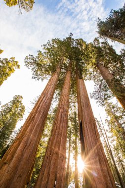 Sequoia Ulusal Parkı 'nda kış ormanı, Amerika Birleşik Devletleri