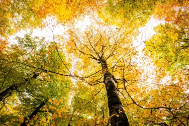 Sonbahar Ordesa ve Monte Perdido Ulusal Parkı, İspanya