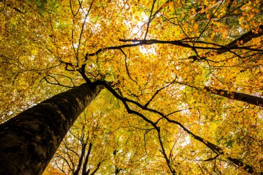 Sonbahar Ordesa ve Monte Perdido Ulusal Parkı, İspanya