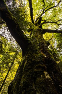 Sonbahar Ordesa ve Monte Perdido Ulusal Parkı, İspanya