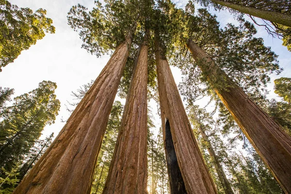 Sequoia Ulusal Parkı 'nda kış ormanı, Amerika Birleşik Devletleri