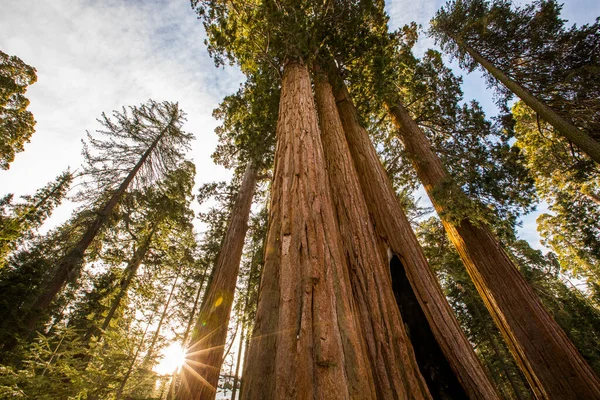 Sequoia Ulusal Parkı 'nda kış ormanı, Amerika Birleşik Devletleri