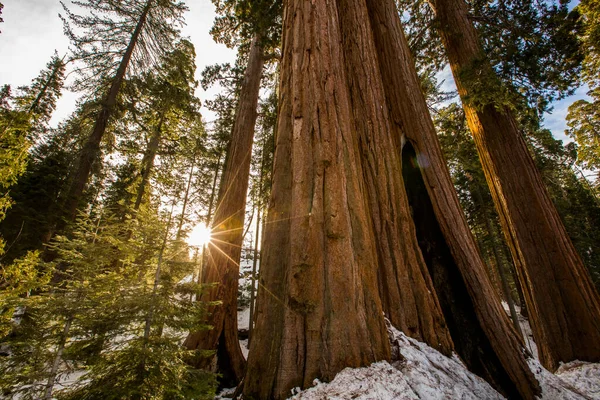 Floresta Inverno Sequoia National Park Estados Unidos América — Fotografia de Stock