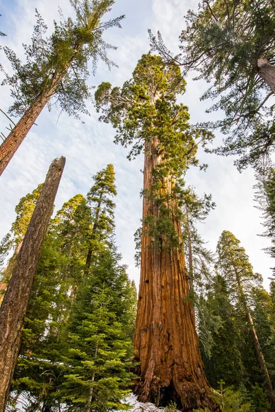 Sequoia Ulusal Parkı 'nda kış ormanı, Amerika Birleşik Devletleri