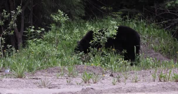 Black Bear Ursus Americanus Glacier National Park Canada — Vídeo de stock