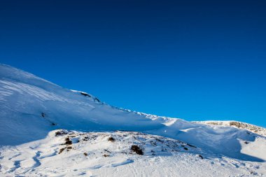 White-tailed ptarmigan in Dovrefjell National Park, south Norway.