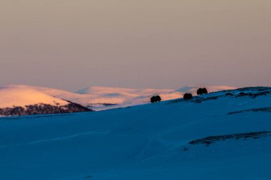 Musk Ox, Dovrefjell Ulusal Parkı, Güney Norveç.