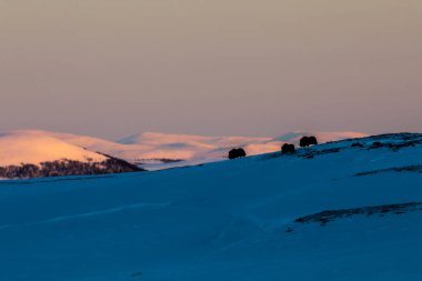 Musk Ox, Dovrefjell Ulusal Parkı, Güney Norveç.