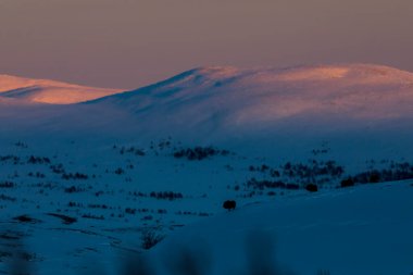 Musk Ox, Dovrefjell Ulusal Parkı, Güney Norveç.