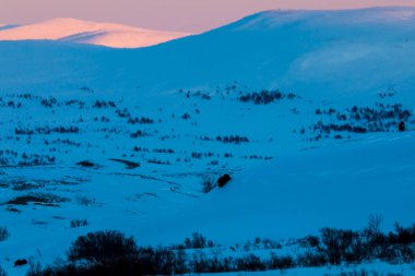 Musk Ox, Dovrefjell Ulusal Parkı, Güney Norveç.