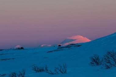 Musk Ox, Dovrefjell Ulusal Parkı, Güney Norveç.