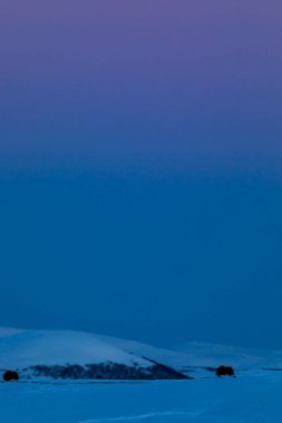 Musk Ox, Dovrefjell Ulusal Parkı, Güney Norveç.