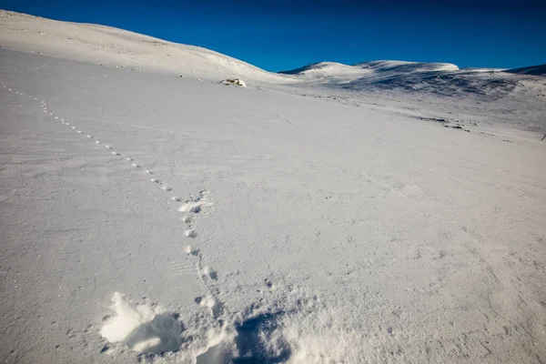 White Tailed Ptarmigan Dovrefjell National Park South Norway —  Fotos de Stock