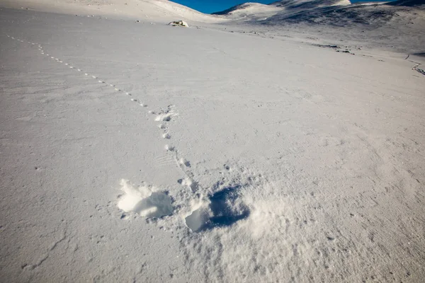 White Tailed Ptarmigan Dovrefjell National Park South Norway — 图库照片