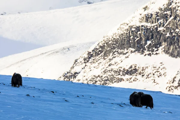 Musk Dovrefjell National Park South Norway — стокове фото