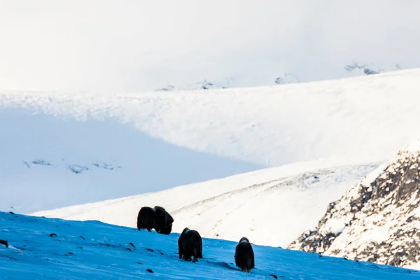 Musk Dovrefjell National Park South Norway — Zdjęcie stockowe