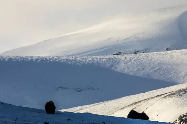 Buey Almizclero Parque Nacional Dovrefjell Sur Noruega —  Fotos de Stock