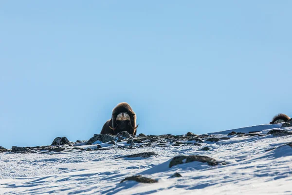 Musk Dovrefjell National Park South Norway — стокове фото