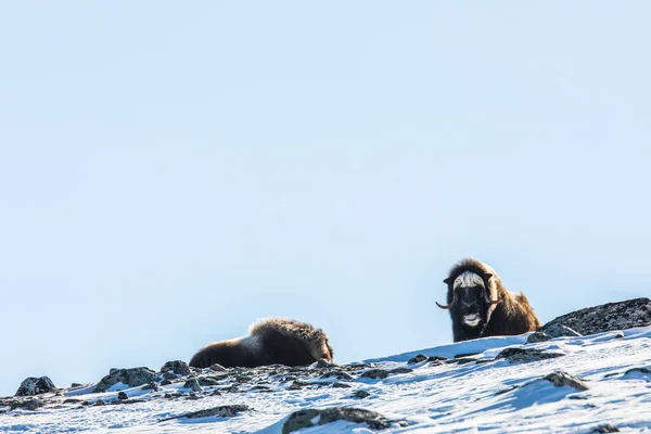 Musk Dovrefjell National Park South Norway — Stock Photo, Image