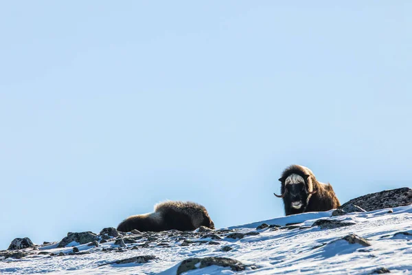 Musk Dovrefjell National Park South Norway — ストック写真