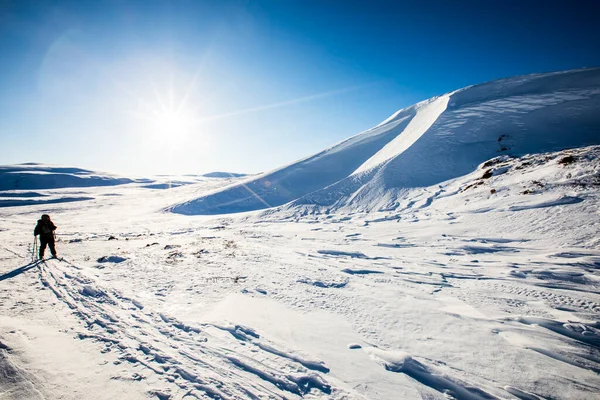 Witstaartptarmigan Dovrefjell National Park Zuid Noorwegen — Stockfoto