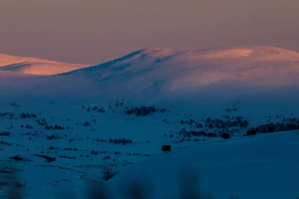 Musk Dovrefjell National Park South Norway — Stok fotoğraf
