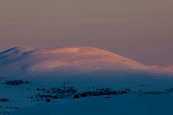 Musk Dovrefjell National Park South Norway — стокове фото