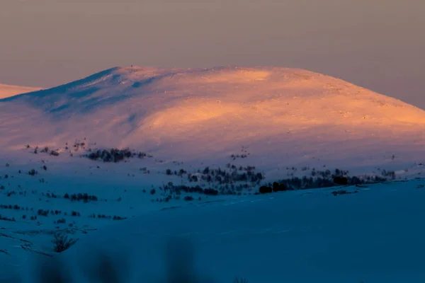 Musk Dovrefjell Nemzeti Parkban Dél Norvégia — Stock Fotó