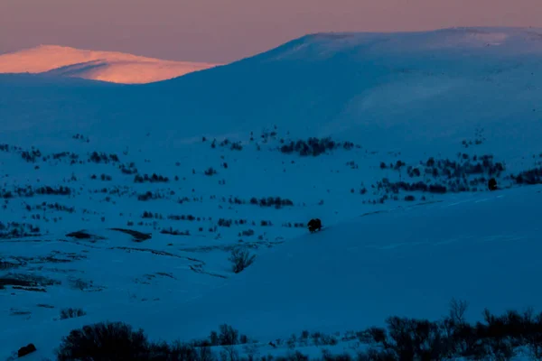 Musk Nel Parco Nazionale Dovrefjell Norvegia Meridionale — Foto Stock