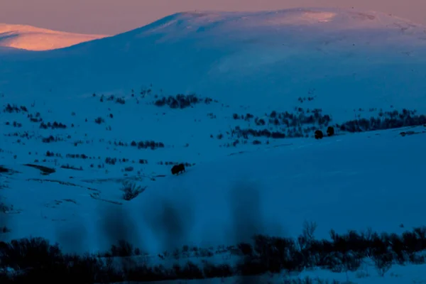 Musk Nel Parco Nazionale Dovrefjell Norvegia Meridionale — Foto Stock