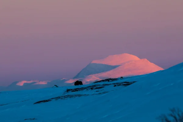 Buey Almizclero Parque Nacional Dovrefjell Sur Noruega — Foto de Stock