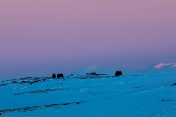 Musk Dovrefjell National Park Sul Noruega — Fotografia de Stock