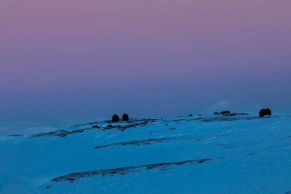 Buey Almizclero Parque Nacional Dovrefjell Sur Noruega — Foto de Stock