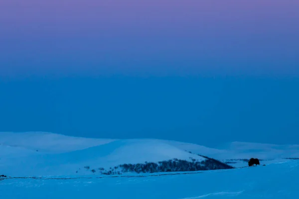 Buey Almizclero Parque Nacional Dovrefjell Sur Noruega — Foto de Stock