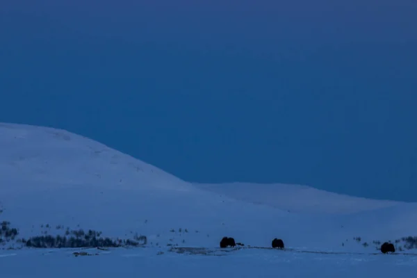 Piżmo Wołowe Parku Narodowym Dovrefjell Południowa Norwegia — Zdjęcie stockowe